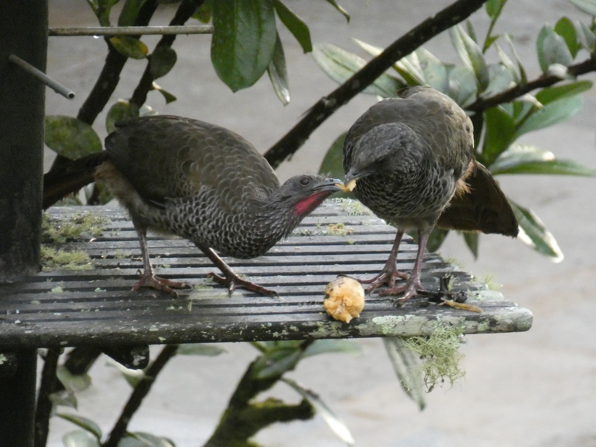 Colombian Chachalaca - ML622505251