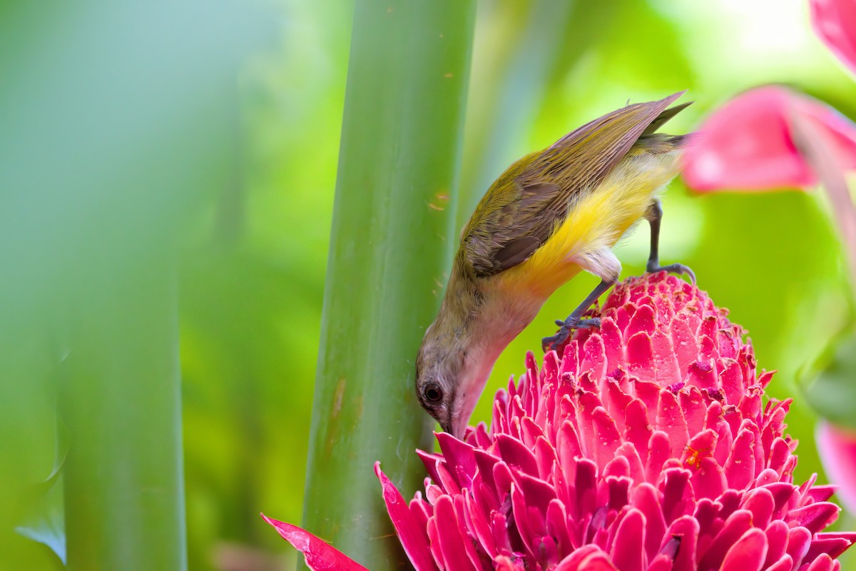 Little Spiderhunter - ML622505272