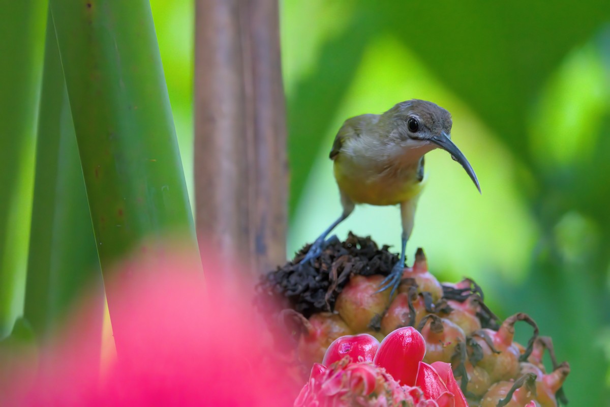 Little Spiderhunter - VINODKUMAR SARANATHAN