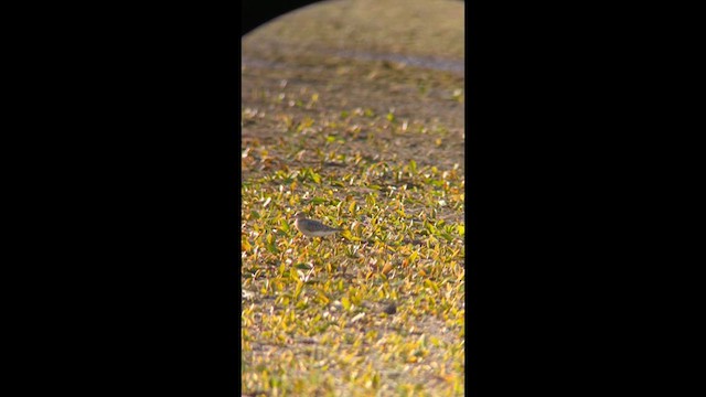 Buff-breasted Sandpiper - ML622505278