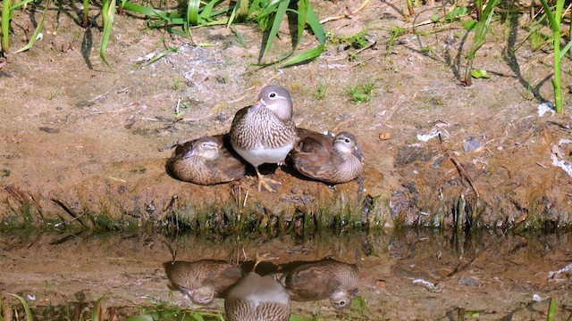 Mandarin Duck - ML622505356