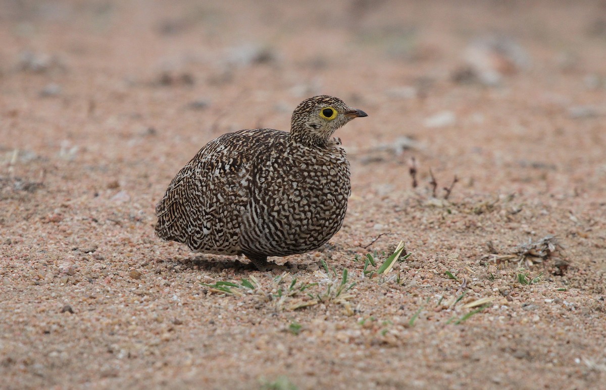 Double-banded Sandgrouse - ML622505359