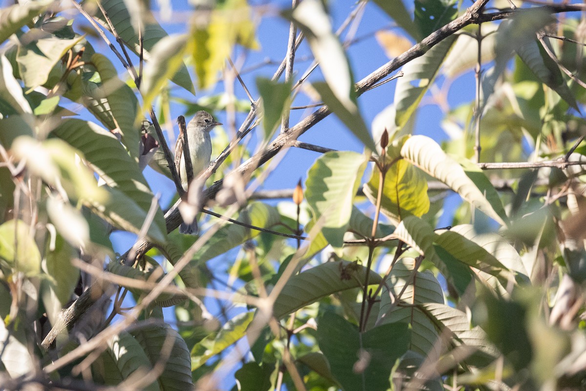 Yellow-bellied Elaenia - ML622505383