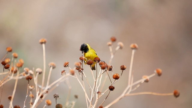 Hooded Siskin - ML622505390