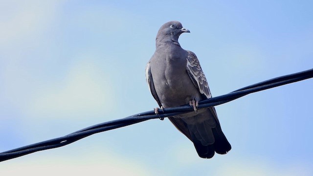 Spot-winged Pigeon - ML622505399