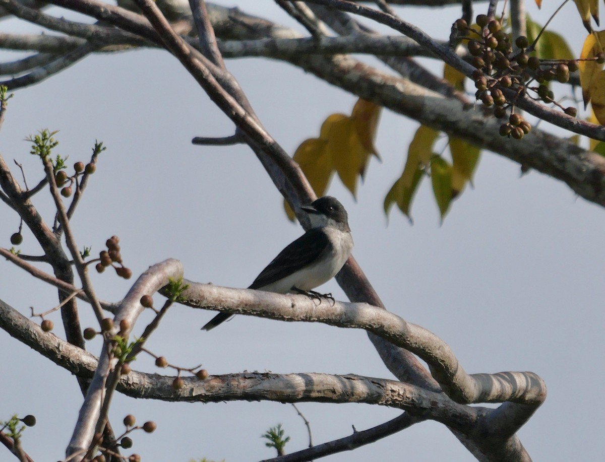 Eastern Kingbird - ML622505445