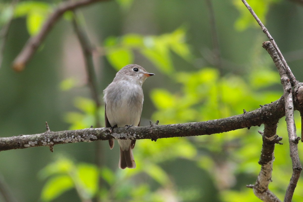 Asian Brown Flycatcher - Atsushi Shimazaki