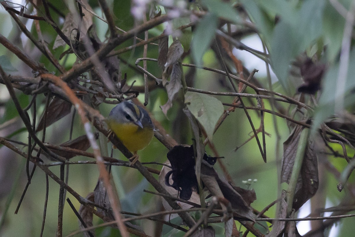 Golden-crowned Warbler (Cabanis's) - ML622505478