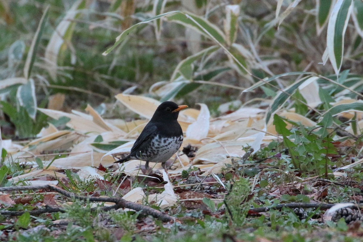 Japanese Thrush - Atsushi Shimazaki