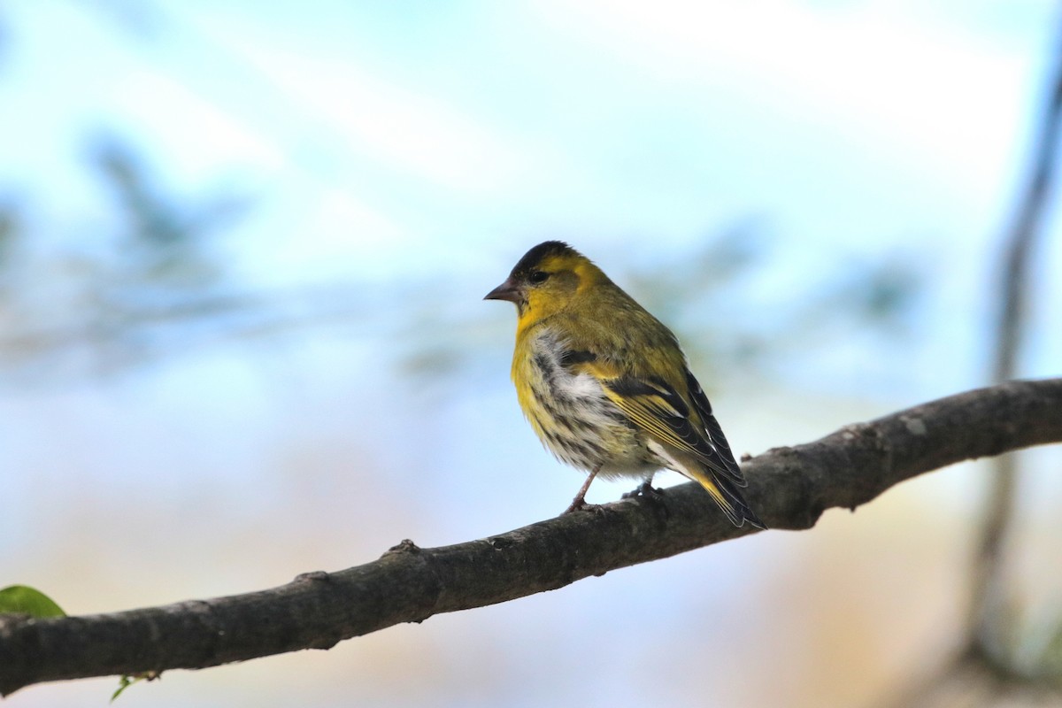 Eurasian Siskin - Atsushi Shimazaki