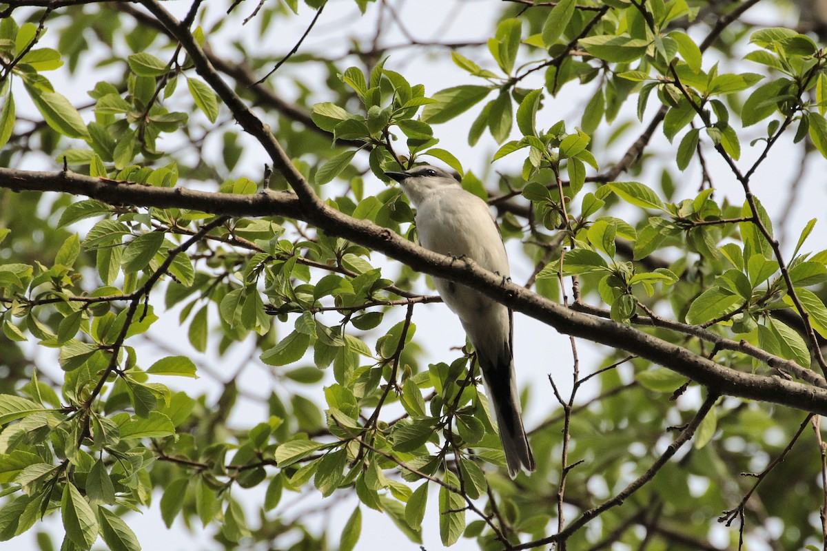 Minivet Ceniciento - ML622505522