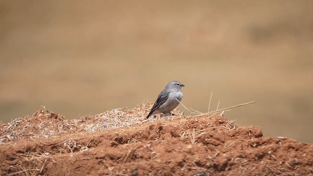 Ash-breasted Sierra Finch - ML622505536