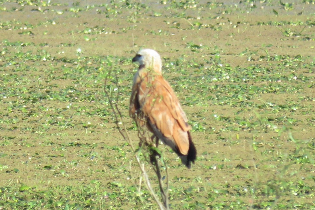 Black-collared Hawk - ML622505581