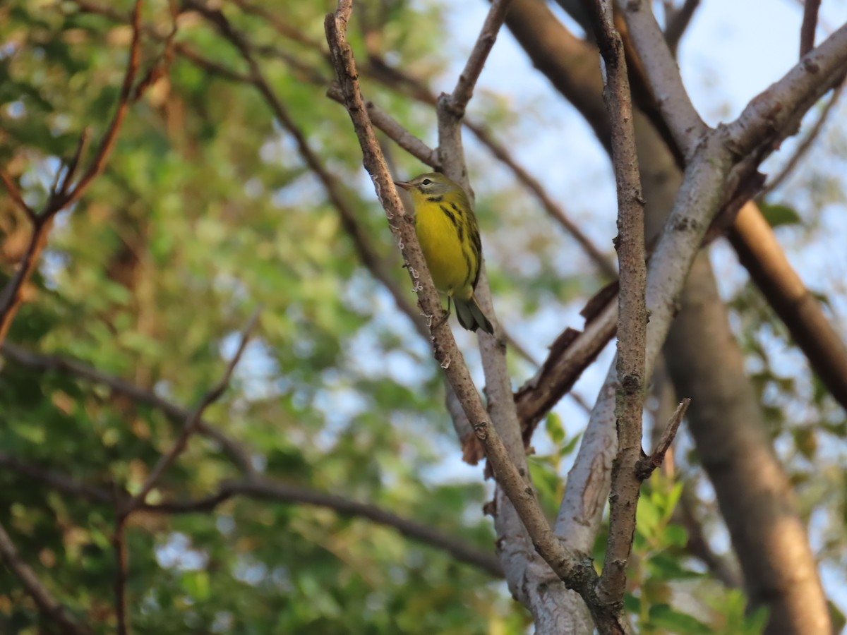 Prairie Warbler - ML622505586