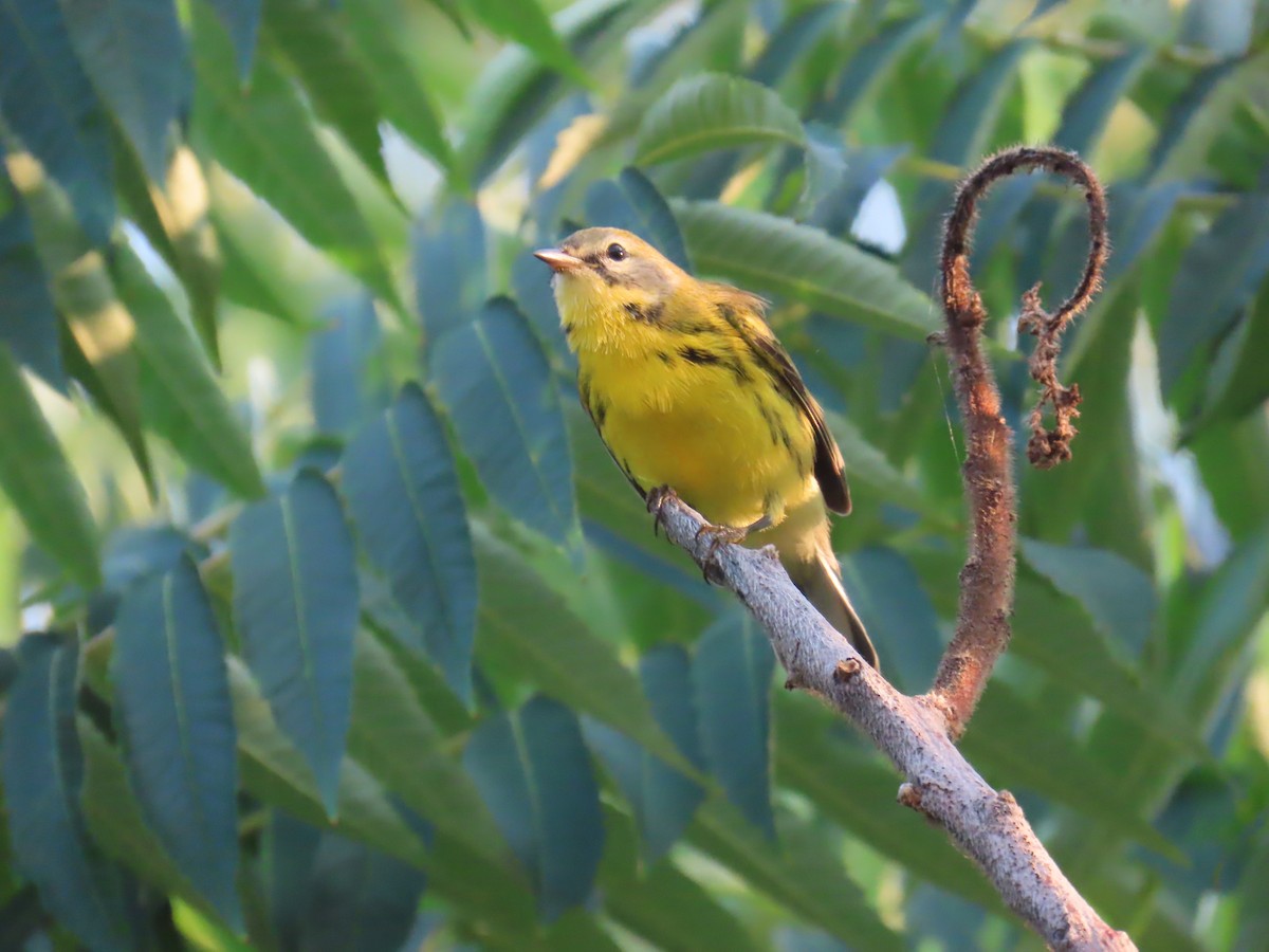 Prairie Warbler - ML622505587