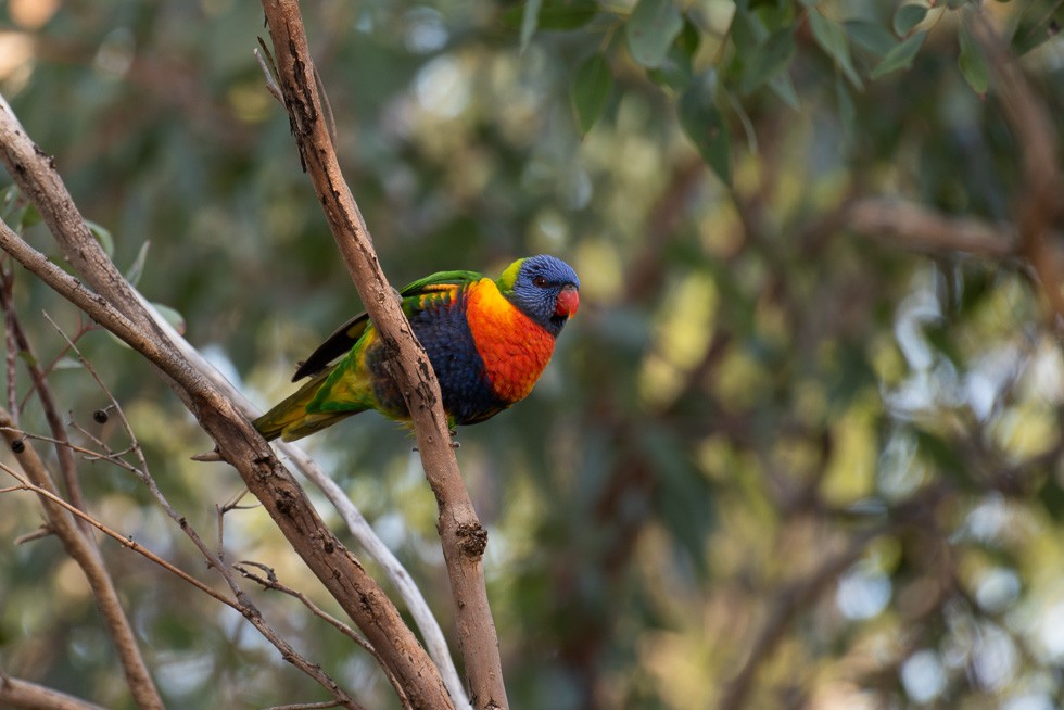 Rainbow Lorikeet - ML622505588