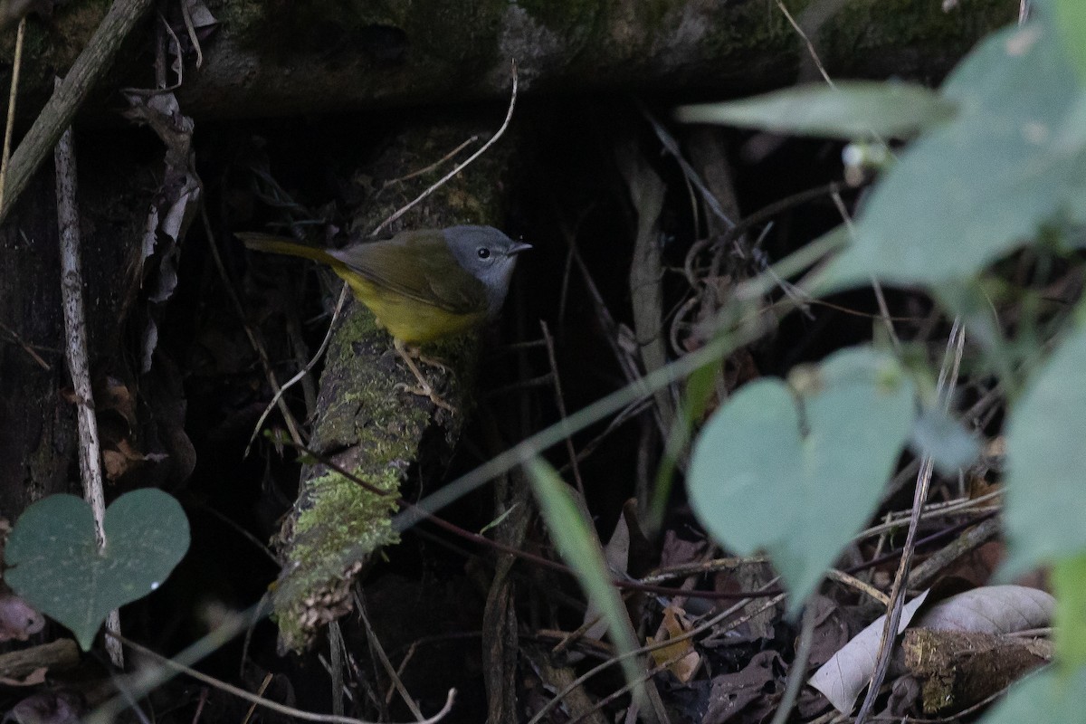 Mourning Warbler - ML622505596