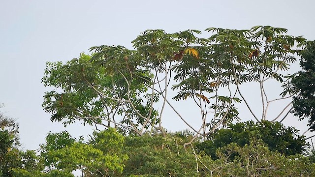 White-throated Toucan - ML622505598