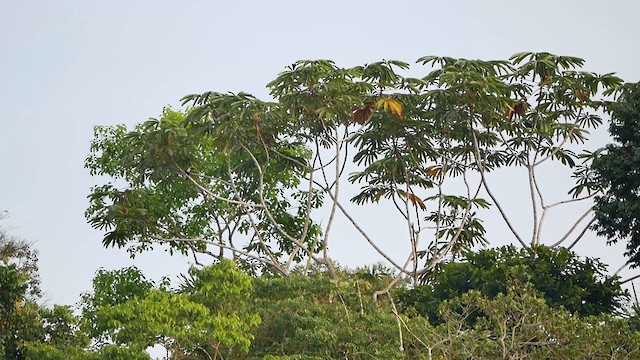 Toucan à bec rouge - ML622505598