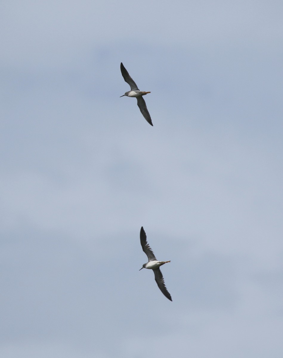 Greater Yellowlegs - Andrew Vallely