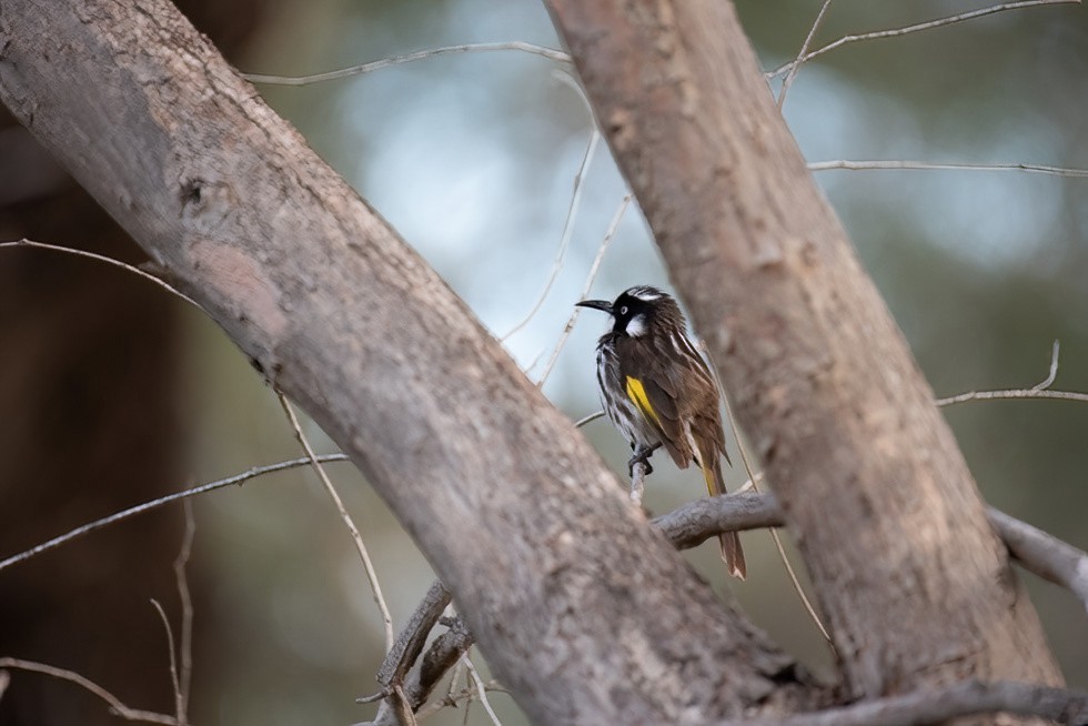 New Holland Honeyeater - ML622505623