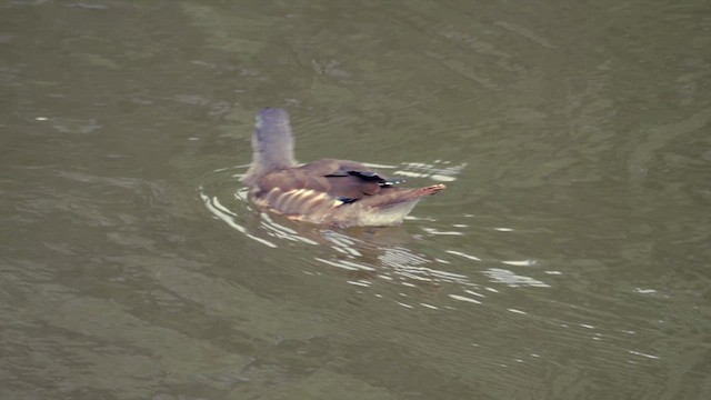 Mandarin Duck - ML622505686