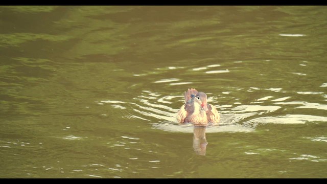 Mandarin Duck - ML622505687