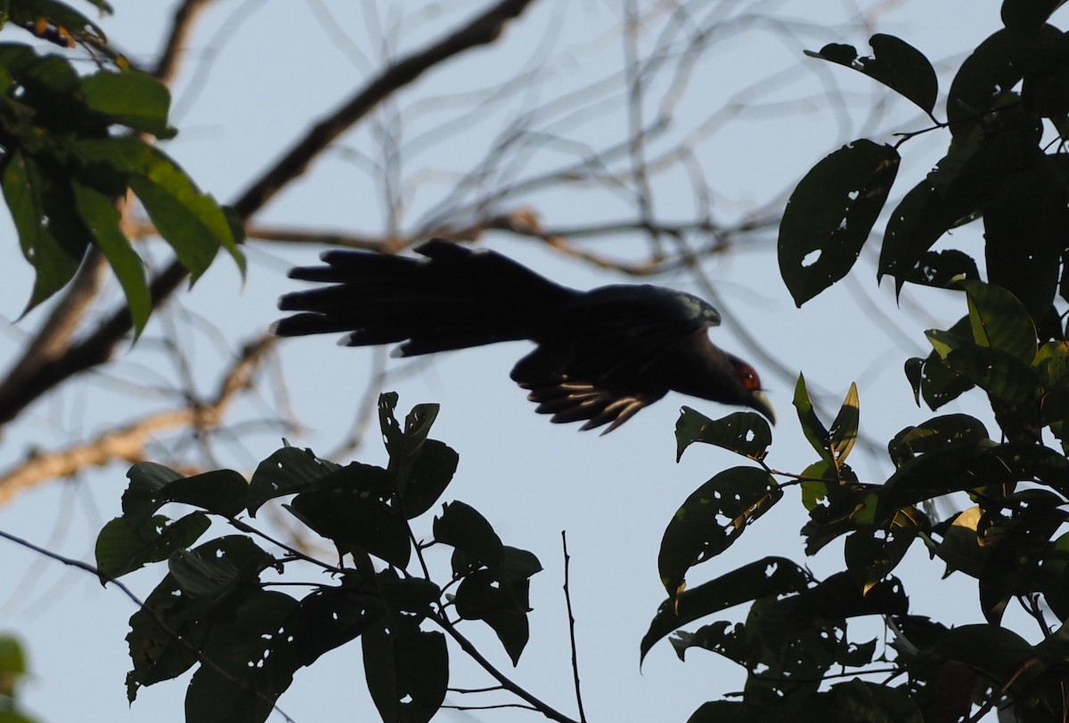 Chestnut-bellied Malkoha - ML622505731