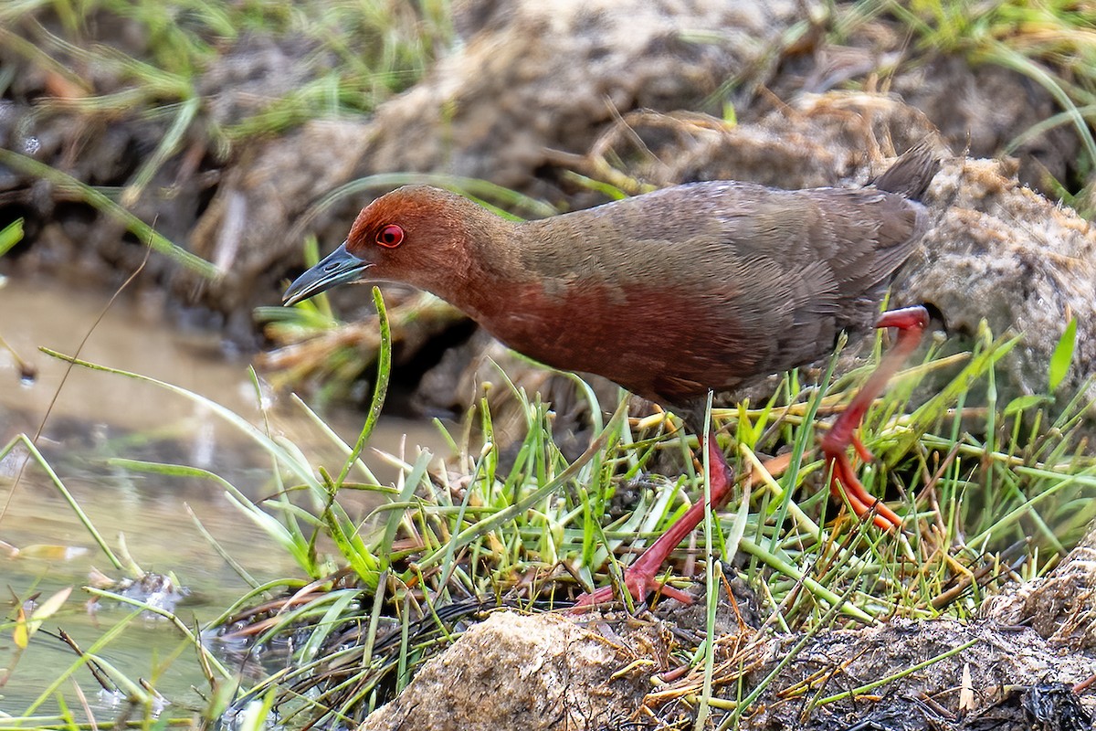 Zimtsumpfhuhn - ML622505744