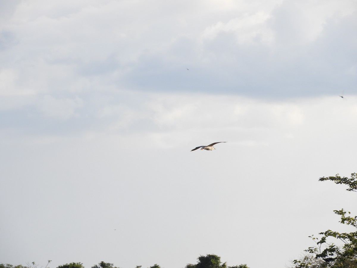 Black-crowned Night Heron - ML622505771