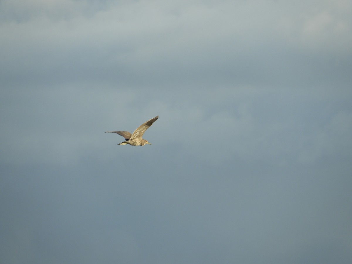 Black-crowned Night Heron - ML622505773