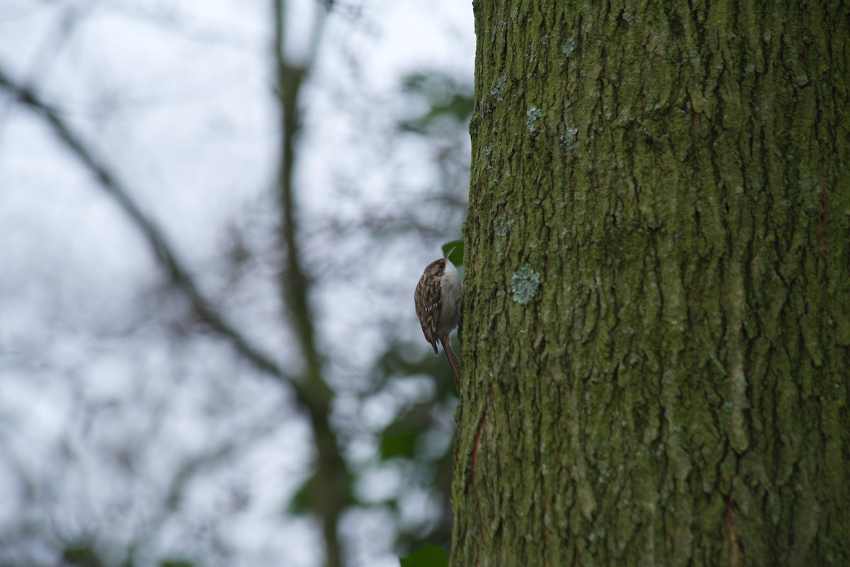 Short-toed Treecreeper - ML622505794