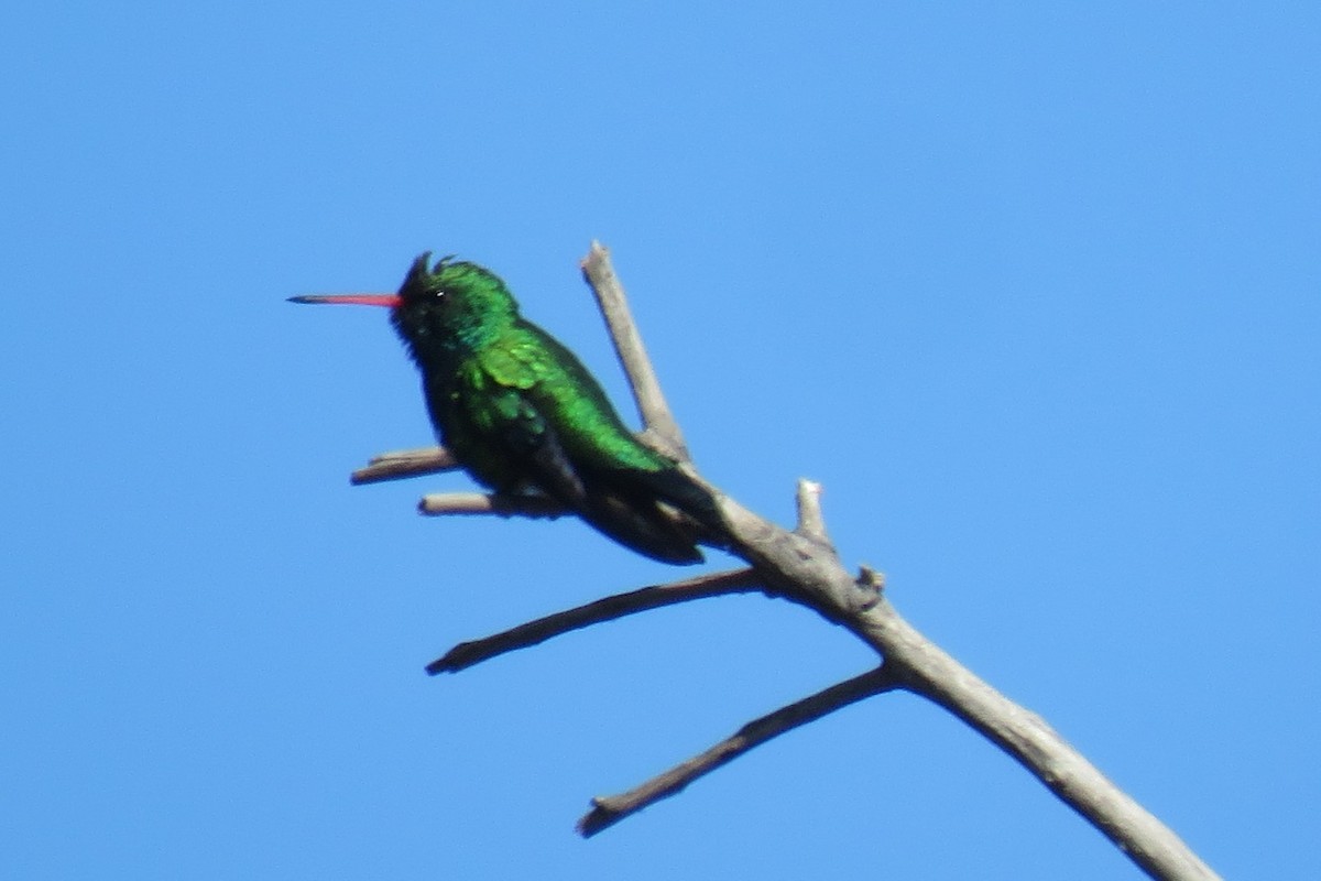 Glittering-bellied Emerald - ML622505801