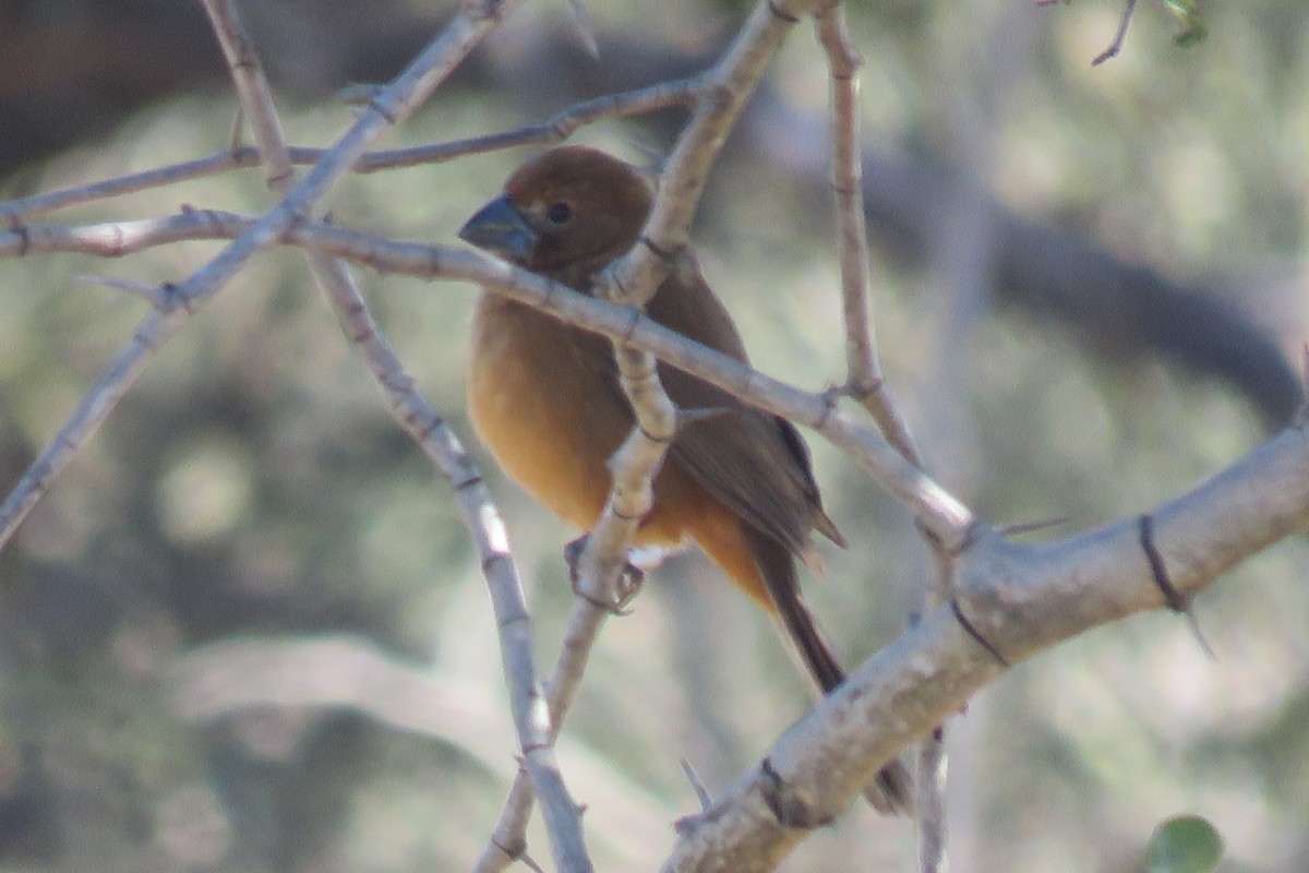 Ultramarine Grosbeak - ML622505812