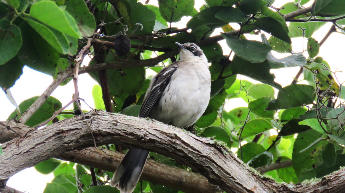 Galapagos Mockingbird - Michel Turcot