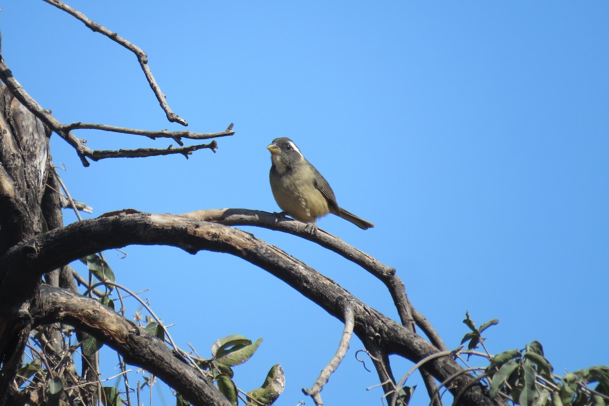 Golden-billed Saltator - ML622505819