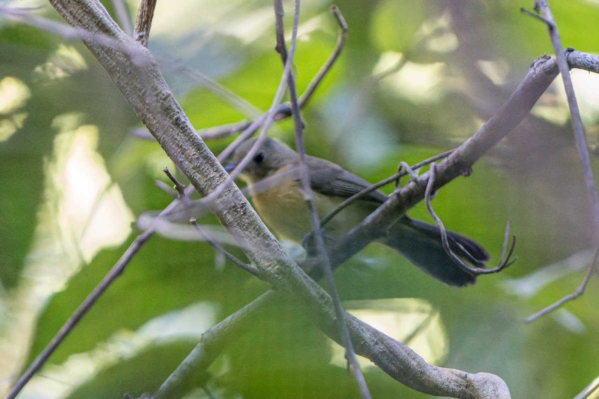 Black-tailed Flycatcher (Black-tailed) - ML622505824