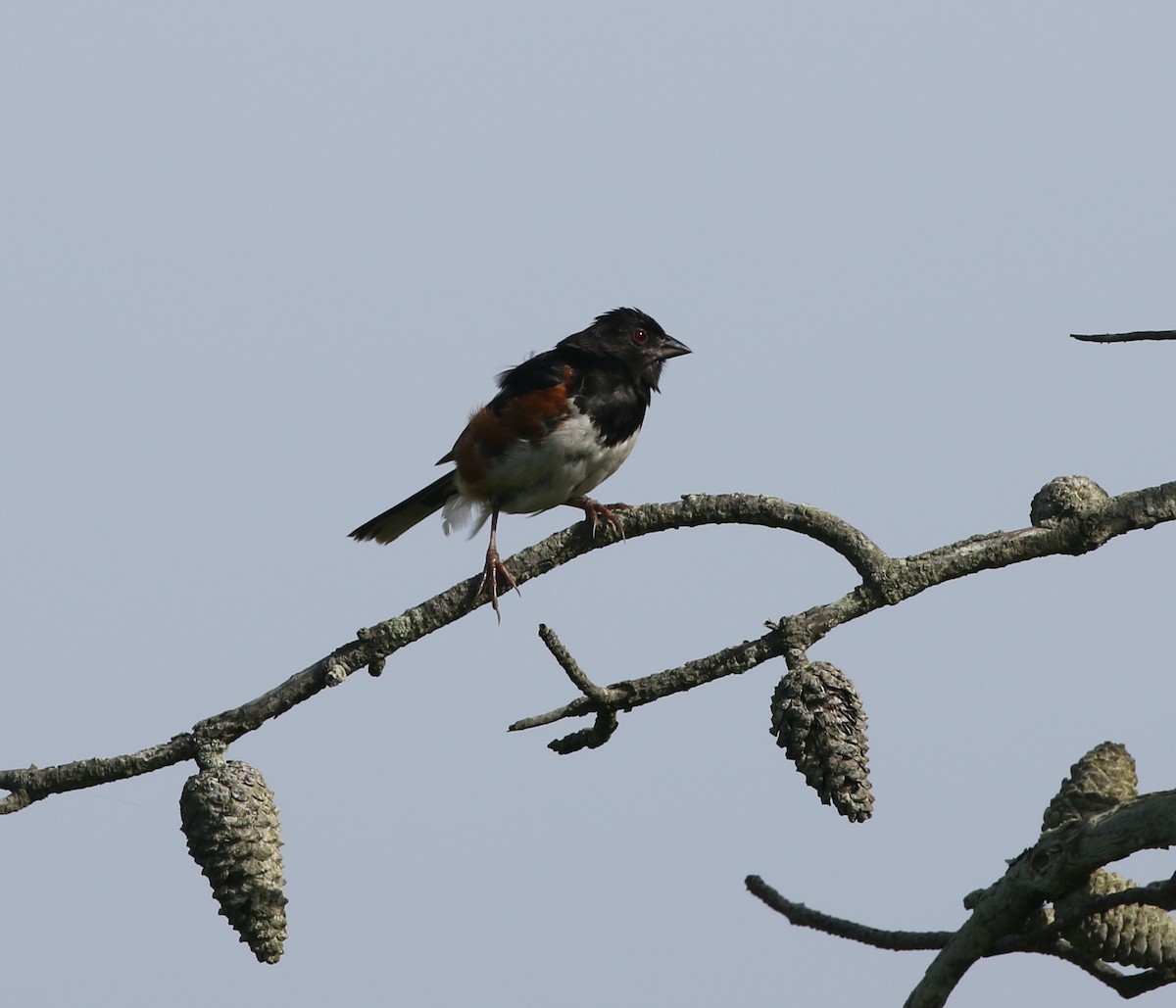 Eastern Towhee - ML622505851