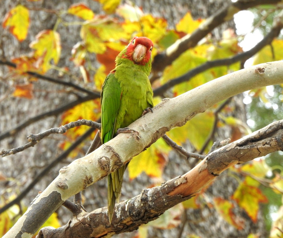 Red-masked Parakeet - Pedro Arratíbel González