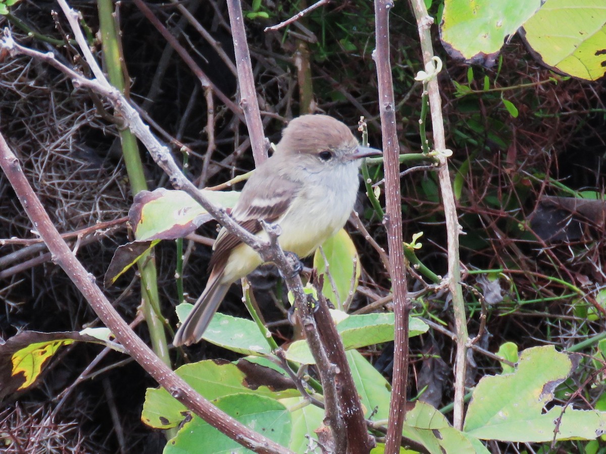 Tyran des Galapagos - ML622505882