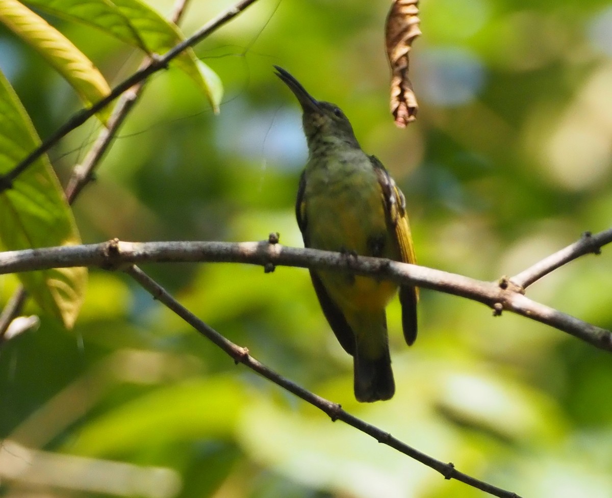 Thick-billed Spiderhunter - ML622505925