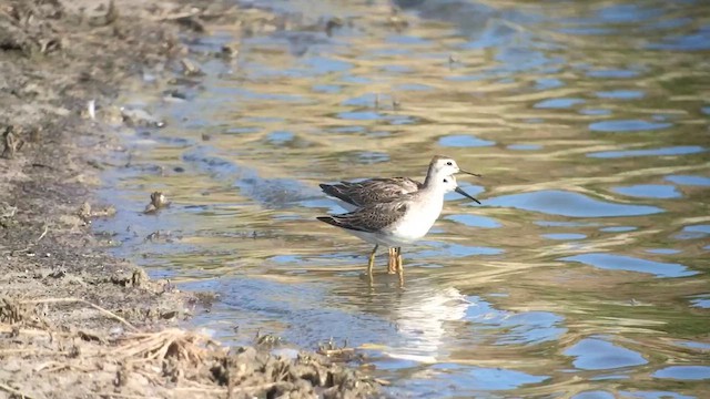 Wilson's Phalarope - ML622505962