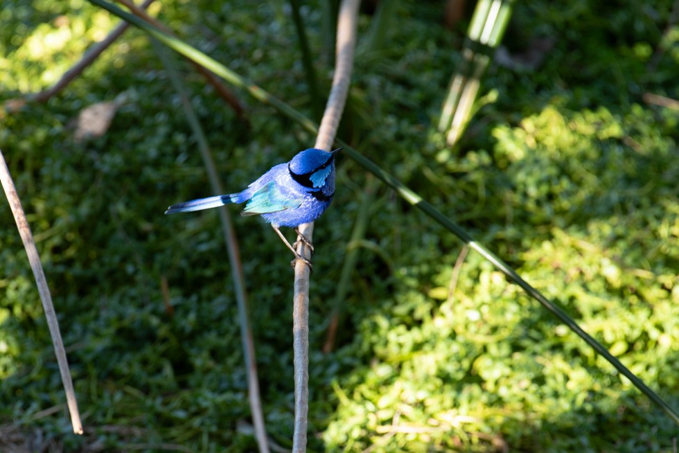 Splendid Fairywren - Sia Sia