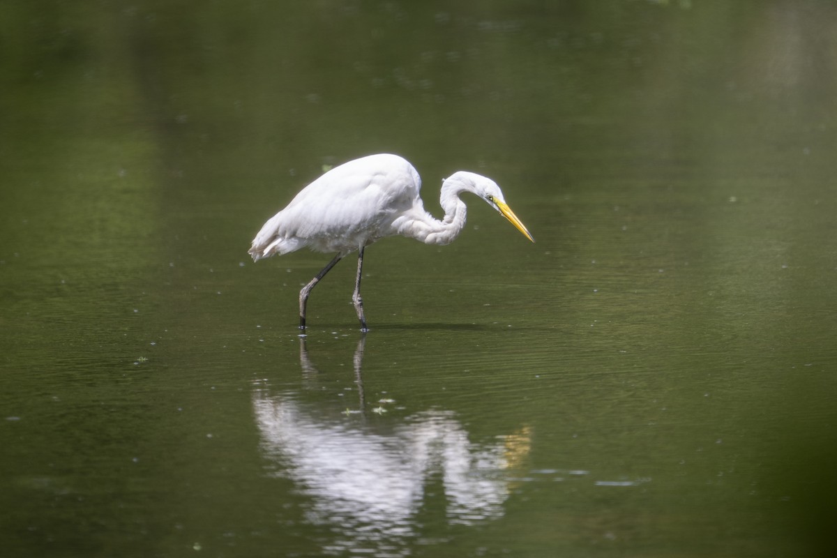 Great Blue Heron (Great White) - ML622506003