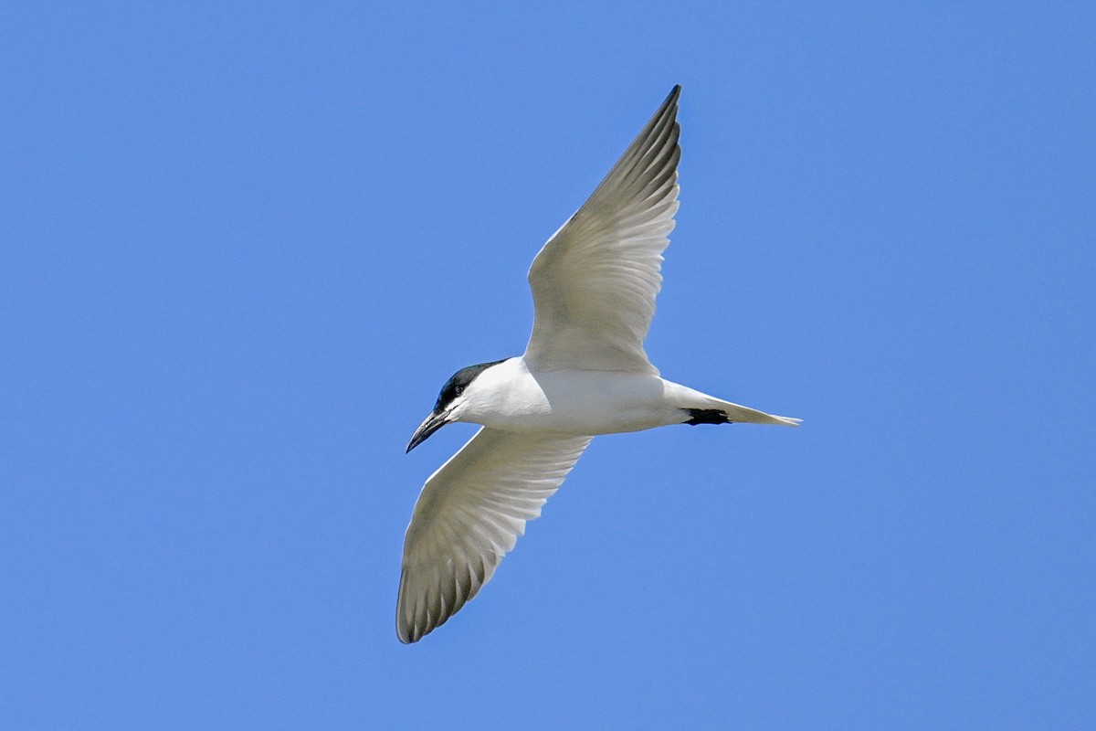 Australian Tern - Tim Henderson