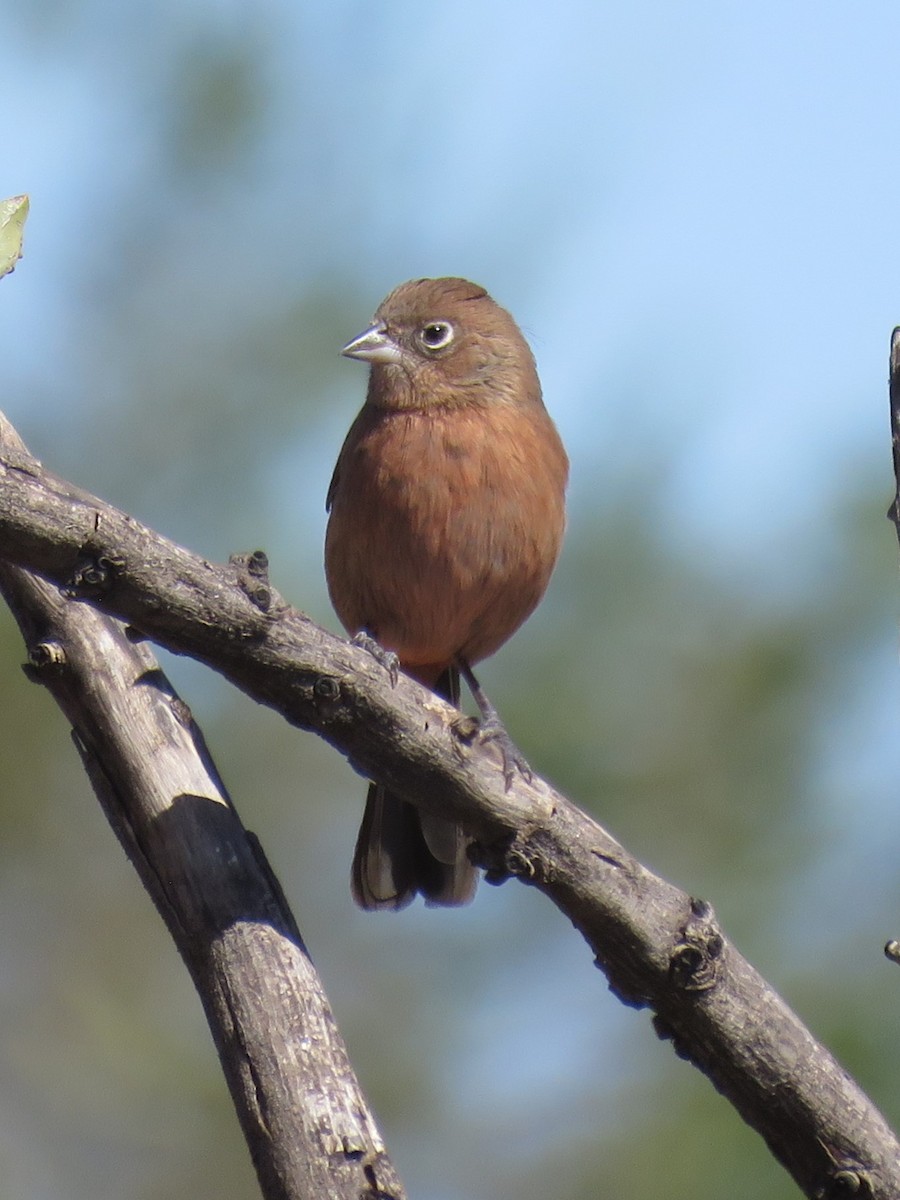 Red-crested Finch - ML622506109