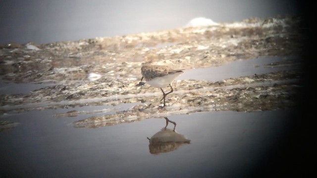 Little Stint - ML622506110