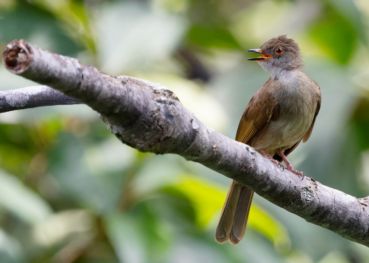 Spectacled Bulbul - ML622506135