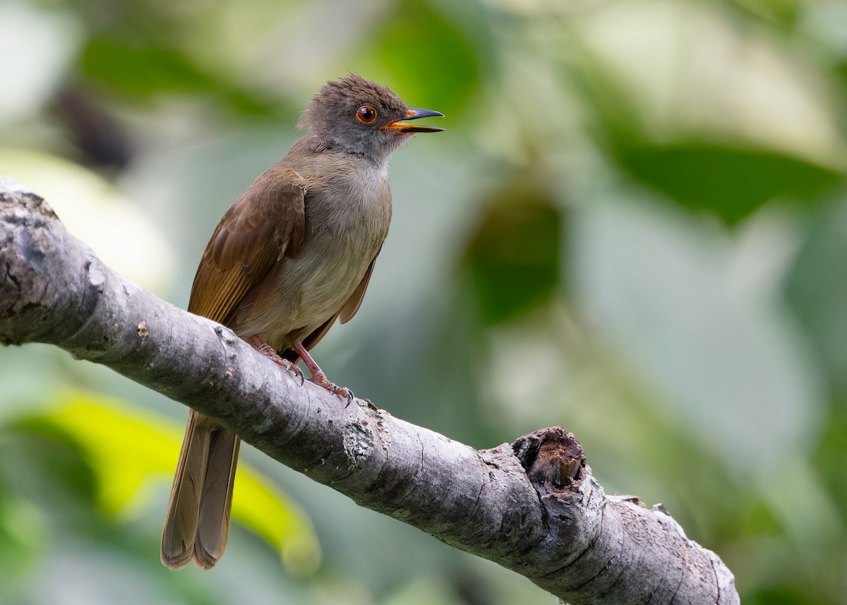 Spectacled Bulbul - ML622506136