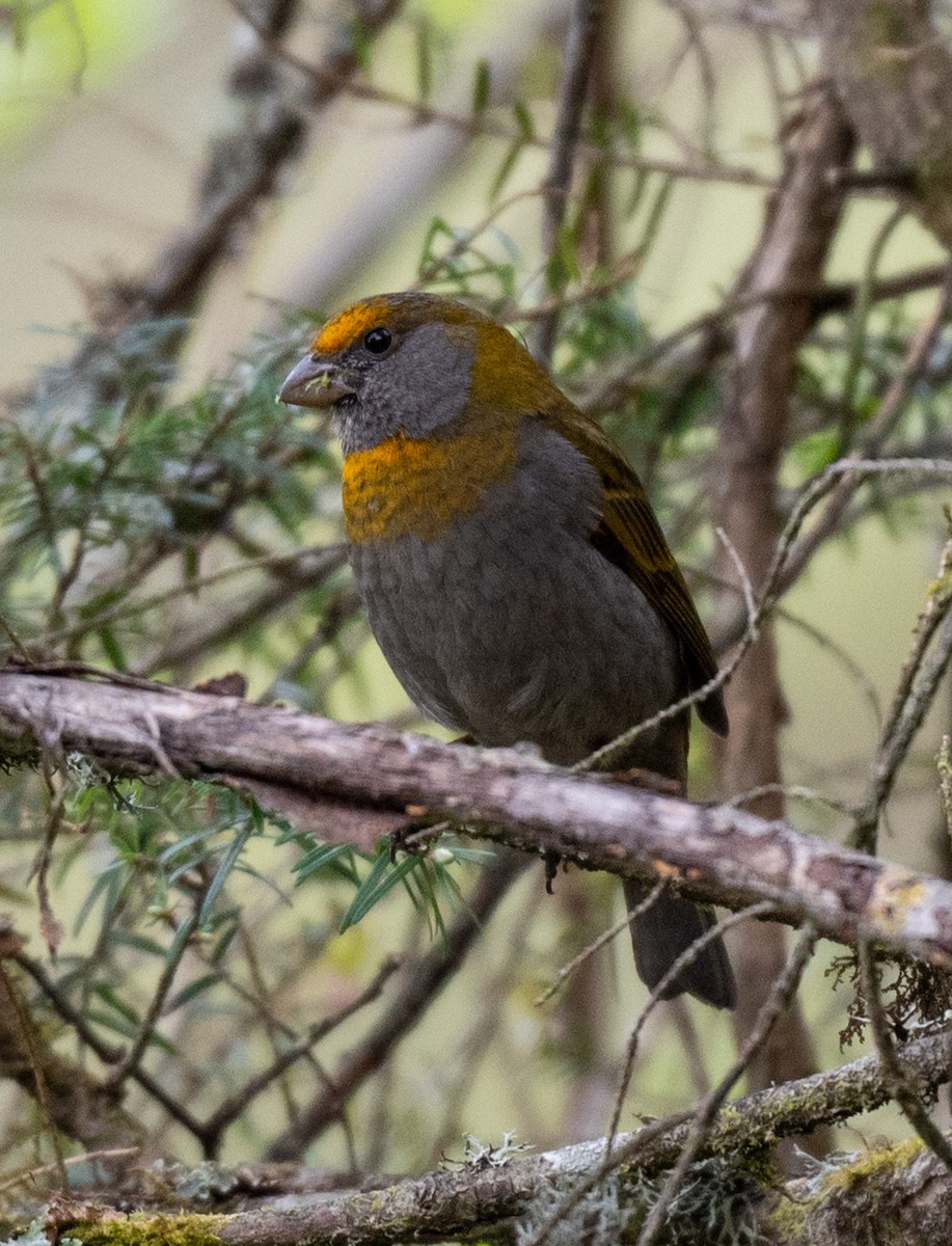 Crimson-browed Finch - ML622506146